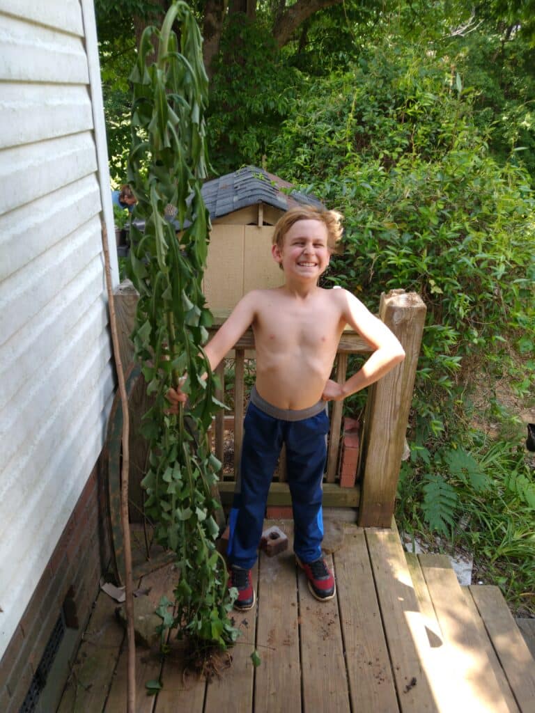 Picture of shirtless Korban, age 10, standing proudly outside proudly holding a huge, tall weed.